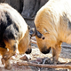 Image for article titled Why This Strange-Looking Animal Has A Nose Like A Penguin's Foot